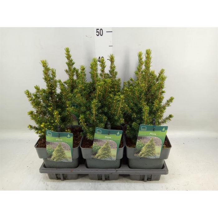 <h4>Picea glauca</h4>