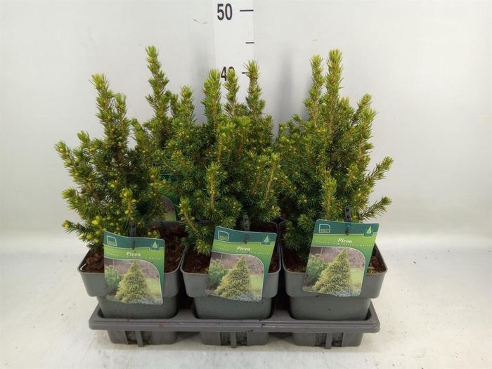 <h4>Picea glauca</h4>