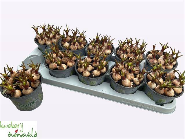 <h4>MUSCARI WHITE MAGIC P12</h4>