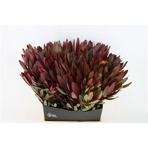 LEUCAD SAFARI SUNSET 50CM