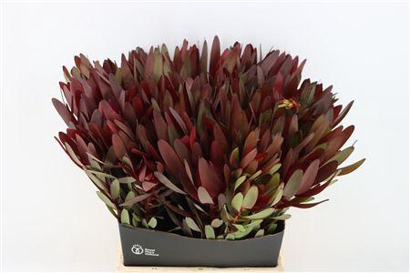 <h4>LEUCAD SAFARI SUNSET 50CM</h4>
