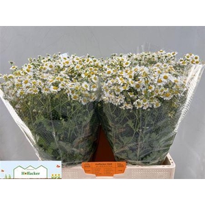 Tana Pa Cameron 800gr Ex