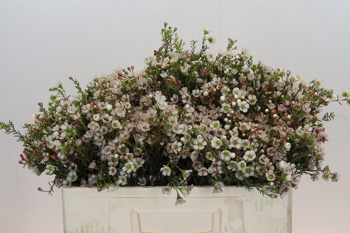 <h4>Chamelaucium Ella</h4>