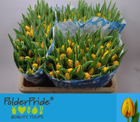 <h4>TU EN STRIPED BELLON</h4>