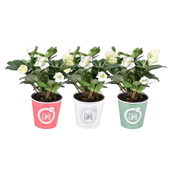 <h4>Helleborus niger 'Christmas Carol'</h4>