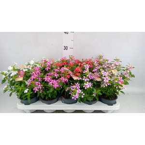 Catharanthus ros. 'Soiree'   ...mix