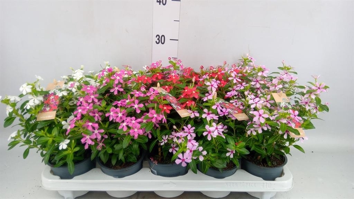 <h4>Catharanthus ros. 'Soiree'   ...mix</h4>