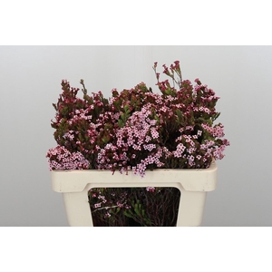 Kaaps Groen Erica Four Sisters