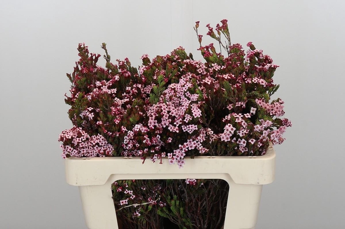 <h4>Kaaps Groen Erica Four Sisters</h4>