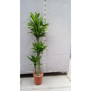 Dracaena fr de ...