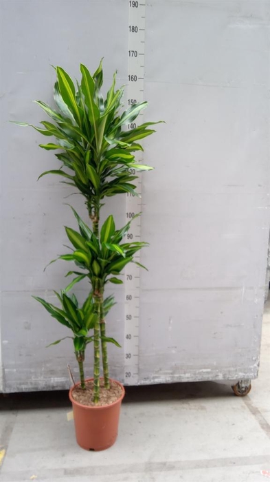 <h4>Dracaena fr de ...</h4>