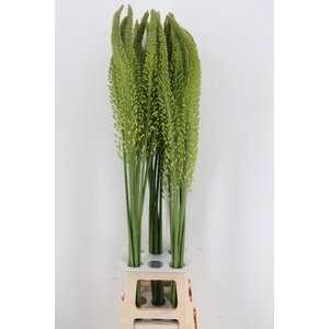 EREMURUS YELLOW REBE