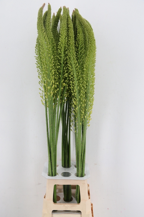 <h4>EREMURUS YELLOW REBE</h4>