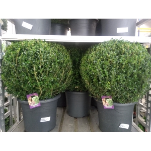 Buxus semp.   ...