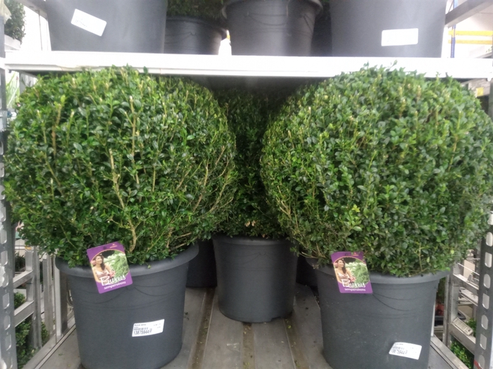 <h4>Buxus semp.   ...</h4>