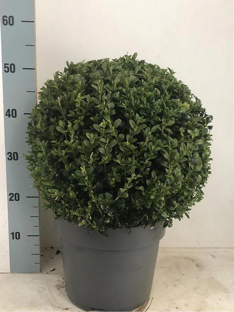 <h4>BUXU SEMPERVIRENS</h4>