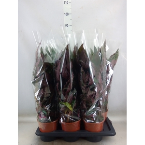 Calathea rufibarba 'Elgergrass'