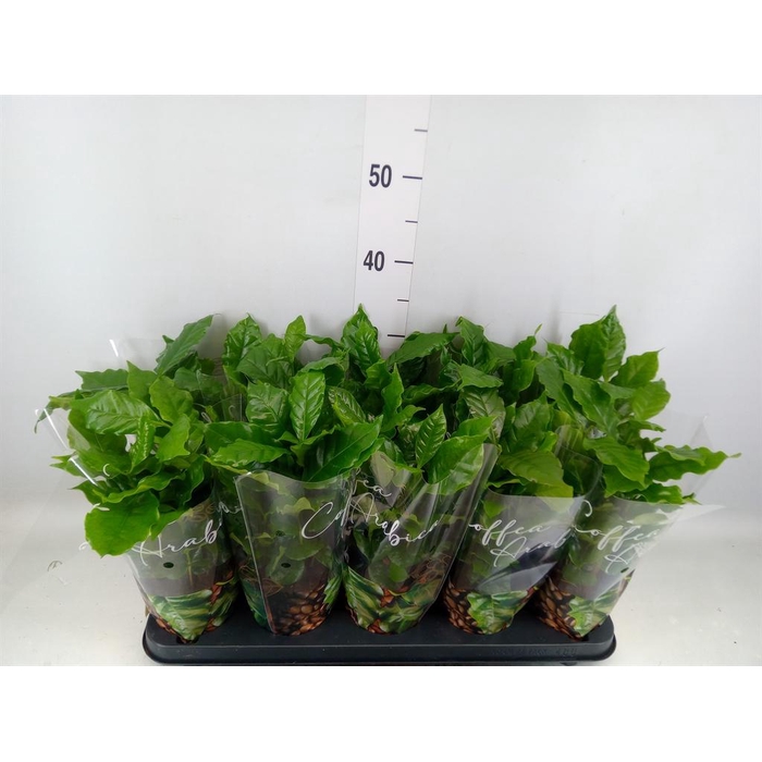 <h4>Coffea arabica</h4>