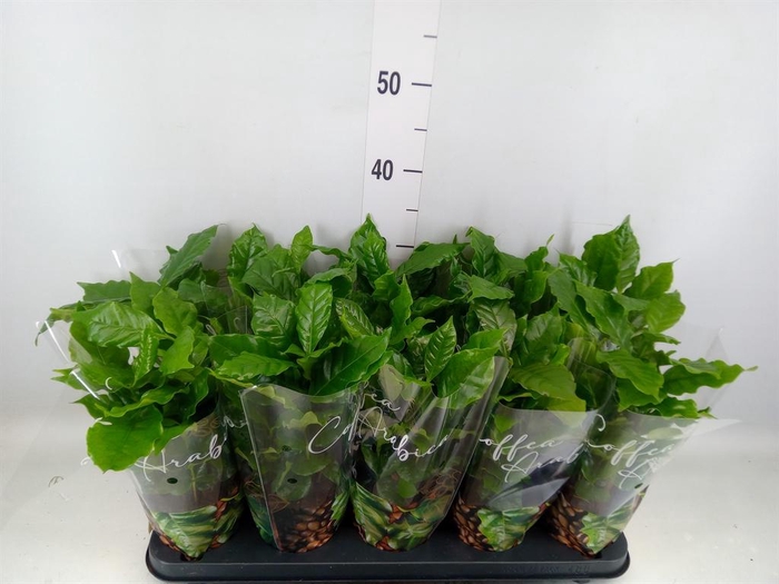 Coffea arabica