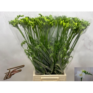 Freesia enk Ambiance