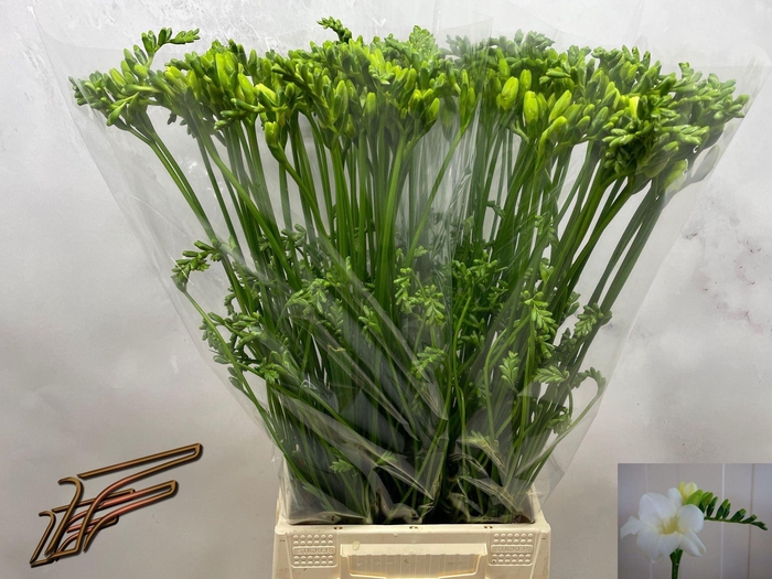 <h4>Freesia enk Ambiance</h4>