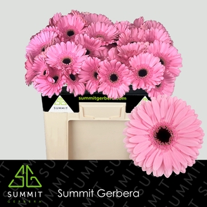 Gerbera Shanice Water