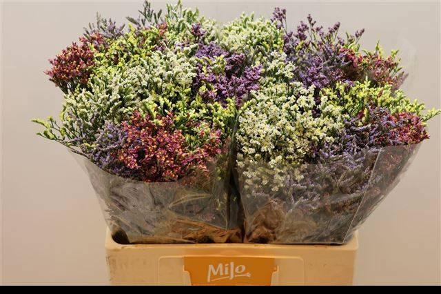 <h4>LIM SIN DIAMOND GEM</h4>