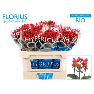 Hyp Coco Rio Florius