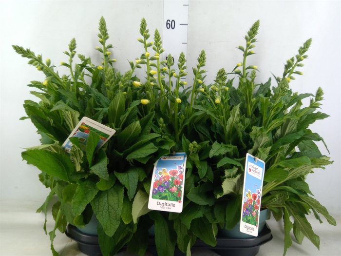<h4>Digitalis purp. 'Lucas'</h4>