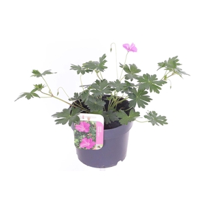 Geranium Blushing Turtle