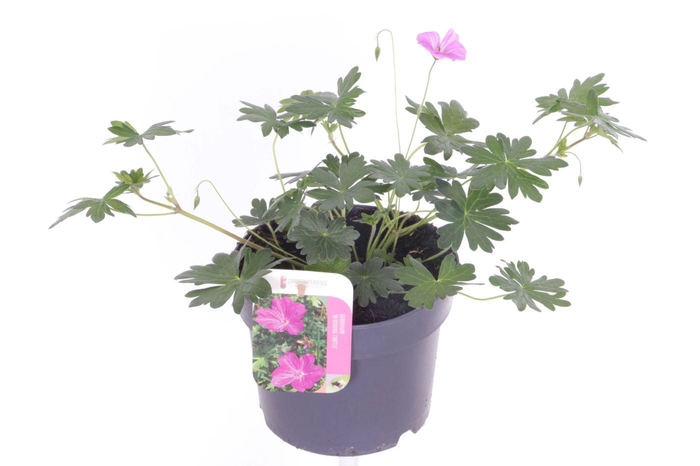 <h4>Geranium Blushing Turtle</h4>