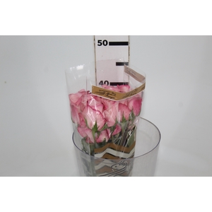 ROSA VANIA 040 CM ESTUFA