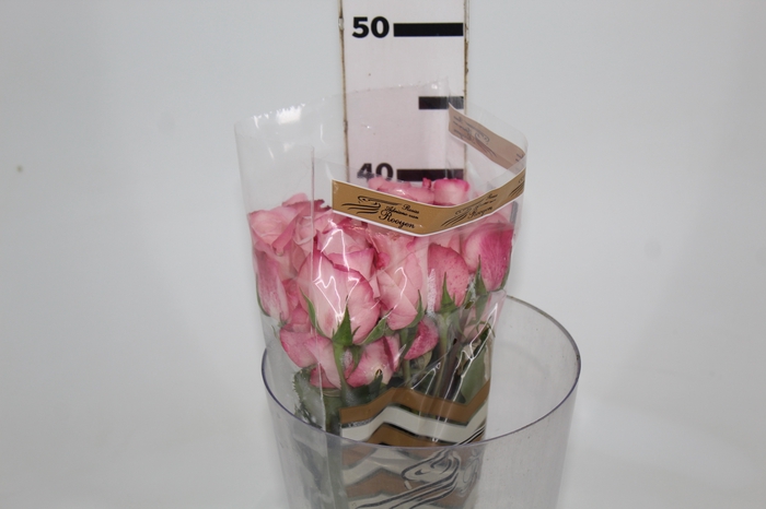 ROSA VANIA 040 CM ESTUFA