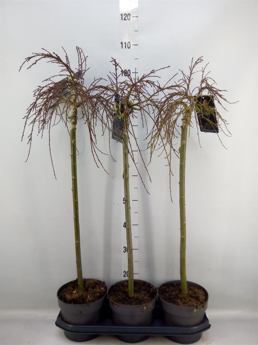 <h4>Salix arbuscula</h4>