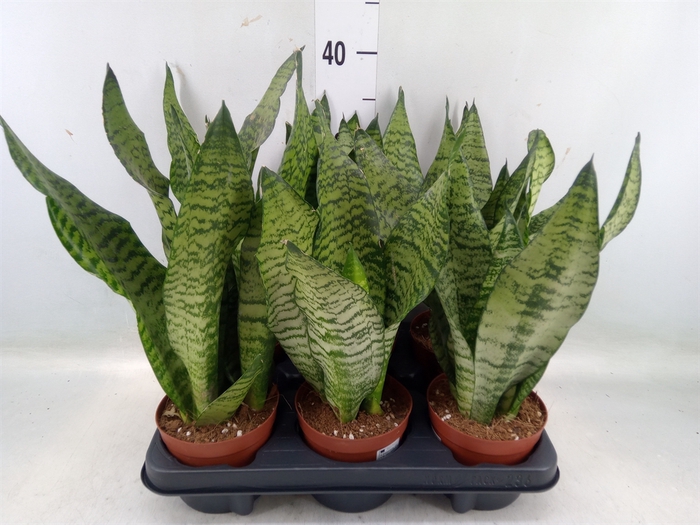 <h4>Sansevieria zeylanica</h4>