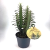 EUPHORBIA TRIGONA P12 ROOD