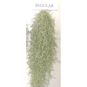 Tillandsia Usneoides Regular (spaans mos)