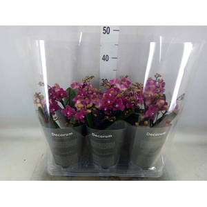 Phalaenopsis multi. 'Ant Chamonix'