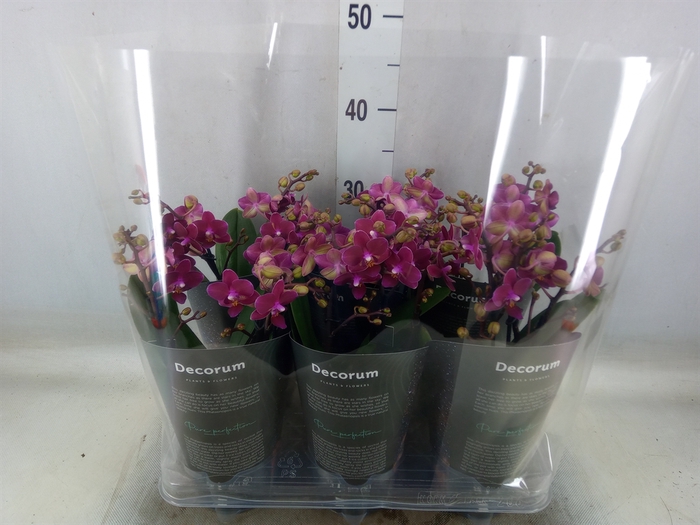<h4>Phalaenopsis multi. 'Ant Chamonix'</h4>