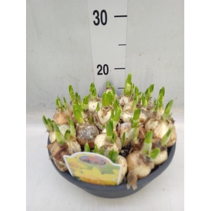 Narcissus DU 'Tete Boucle'