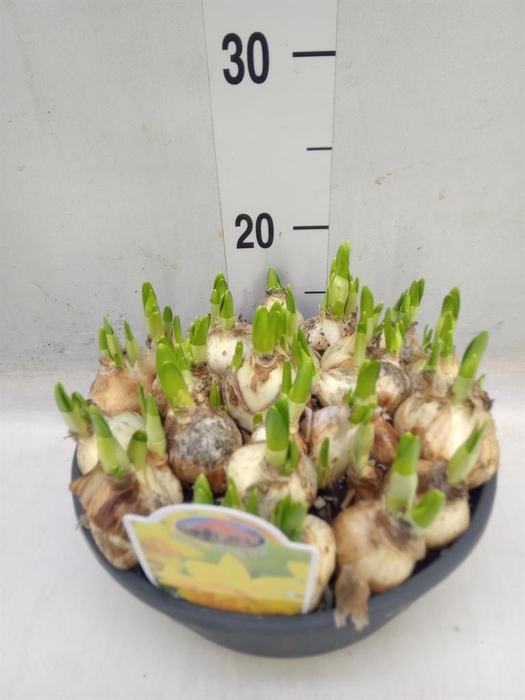 <h4>Narcissus DU 'Tete Boucle'</h4>