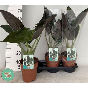 Alocasia wentii