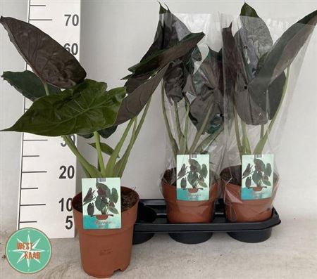 <h4>Alocasia wentii</h4>