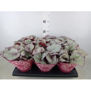 Begonia BD 'Hawaiian Silver'
