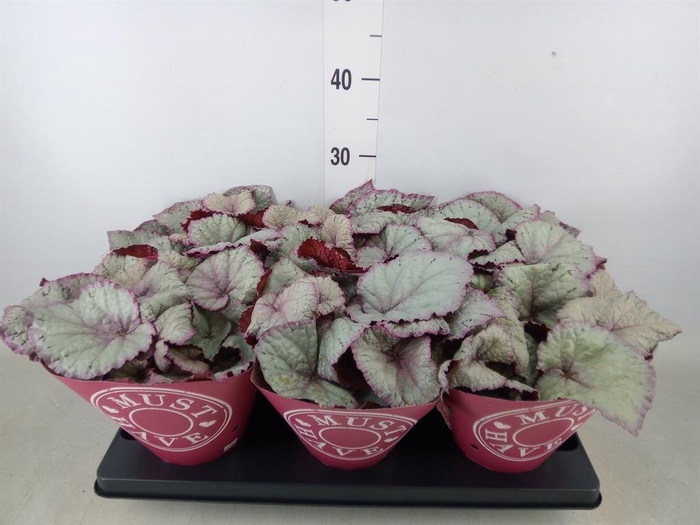 <h4>Begonia BD 'Hawaiian Silver'</h4>