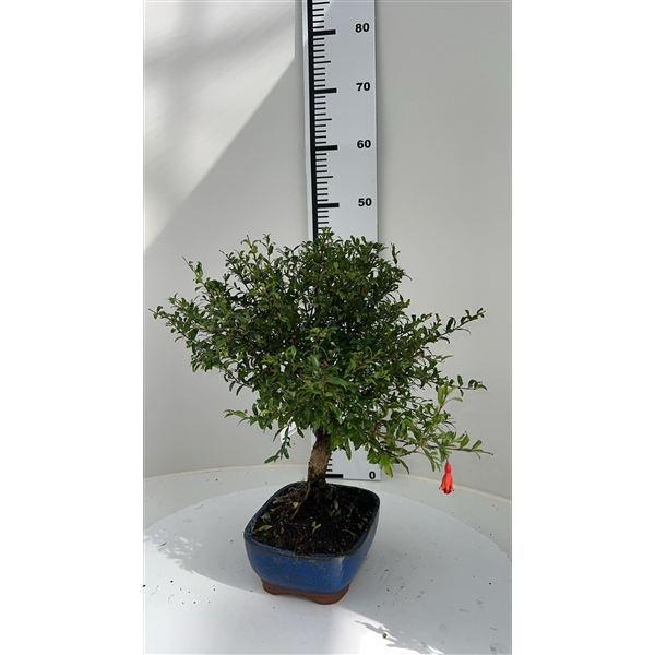 <h4>Punica granatum, 19cm.</h4>