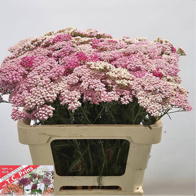 <h4>Achillea bianca classic</h4>