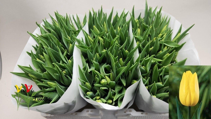 <h4>TU EN STRONG GOLD</h4>