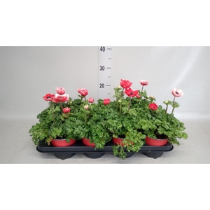 Anemone cor. 'Mona Lisa Scarlet'