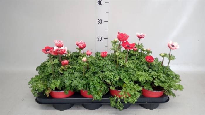 <h4>Anemone cor. 'Mona Lisa Scarlet'</h4>